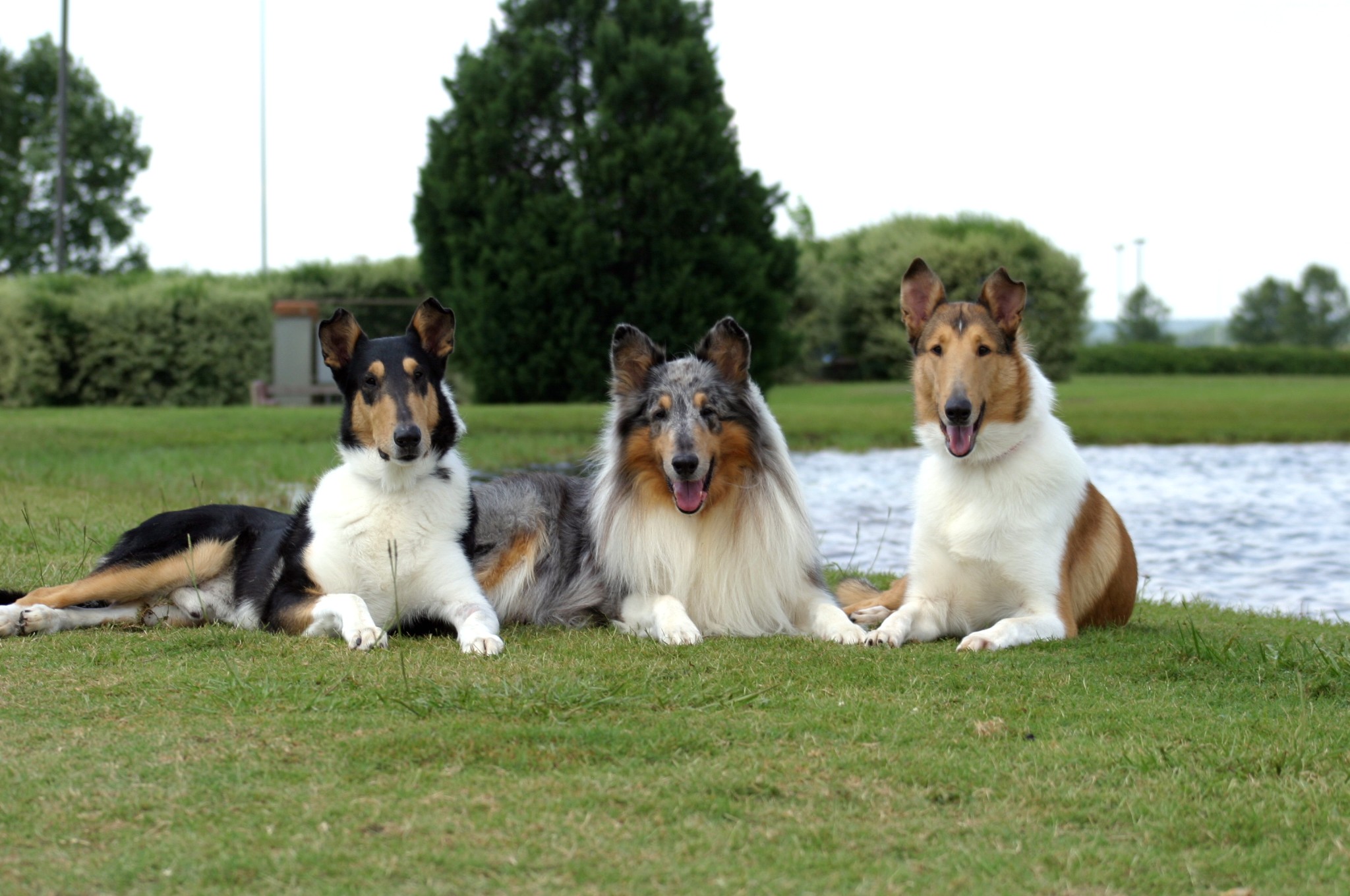 Wynhaven Collies